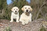 LABRADOR 629